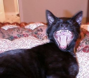 Duncan Yawns