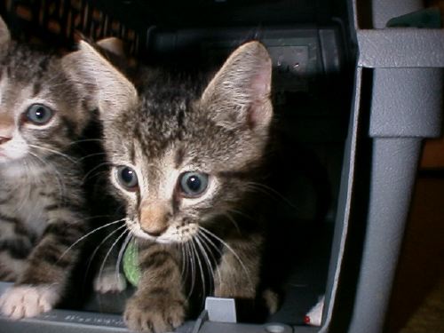 Baby Girl Kittens