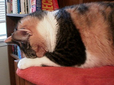 Callie Naps
