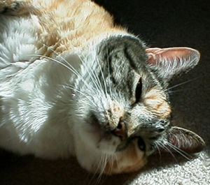 Callie suns herself