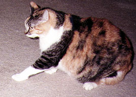 Callie the Tuffgurl Kitty