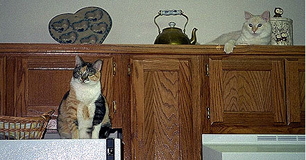 Callie and Maxwell
