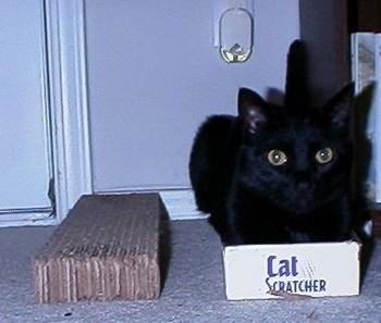 Cat In a Box