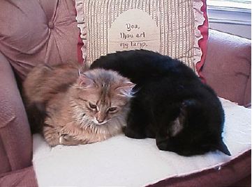 Dexter and Chloe
