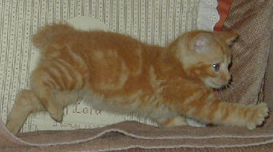 Racing across the chair