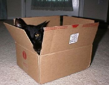 PeekaBoo!