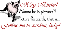 Submit Your Photo to Our Cat Photo Contest
