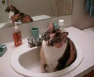 Sink Kitty